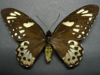 Ornithoptera richmondia - Adult